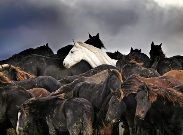 Kudde paarden door Laurens Aaij