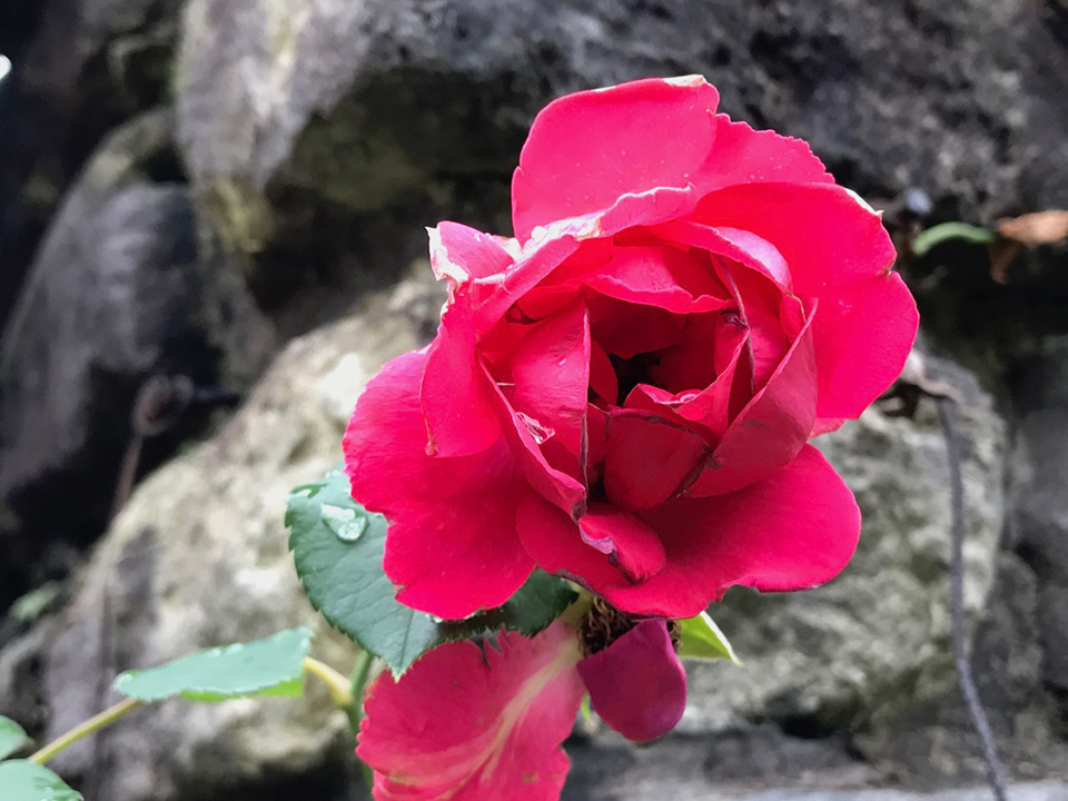 iPhone 7 Plus foto iPhone 7 Plus foto