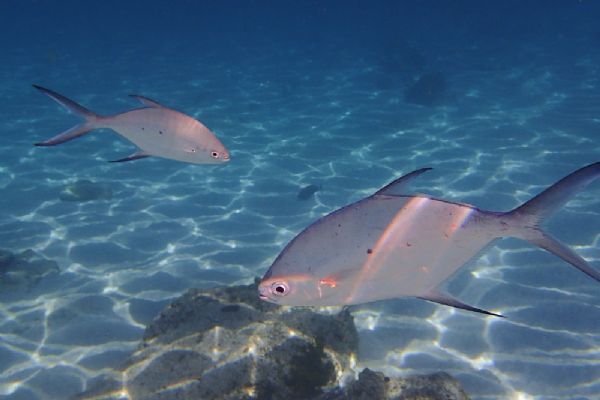 De Olympus TG-2 geeft prima resultaten wanneer je gaat snorkelen (gemaakt zonder flits)