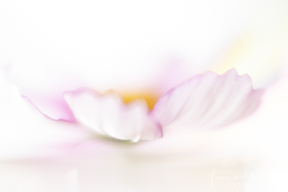 Flowers Flowers