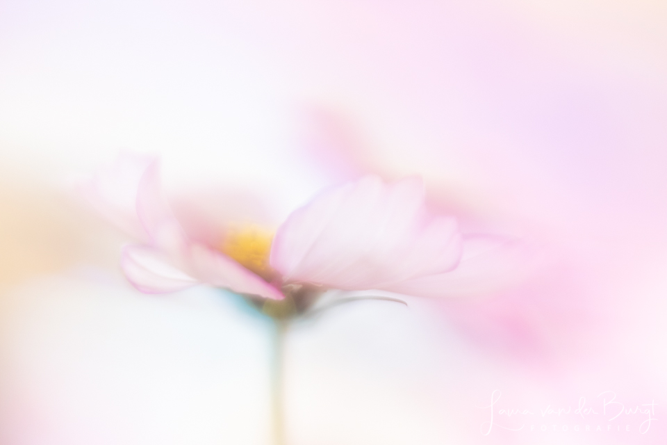 Flowers Flowers