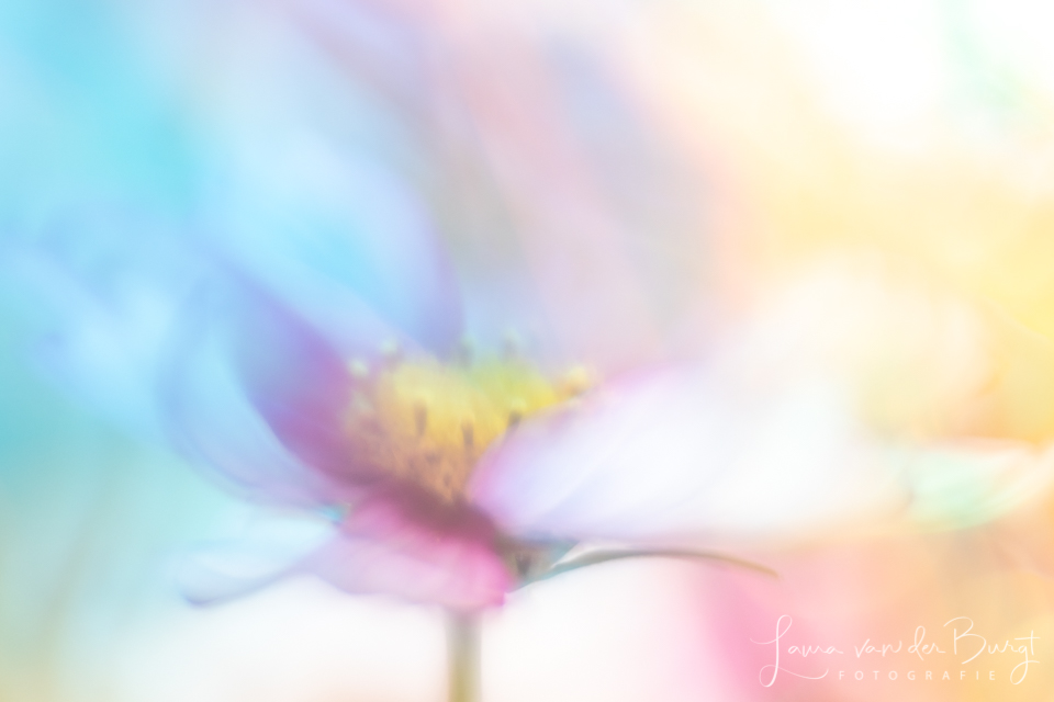 Flowers Flowers