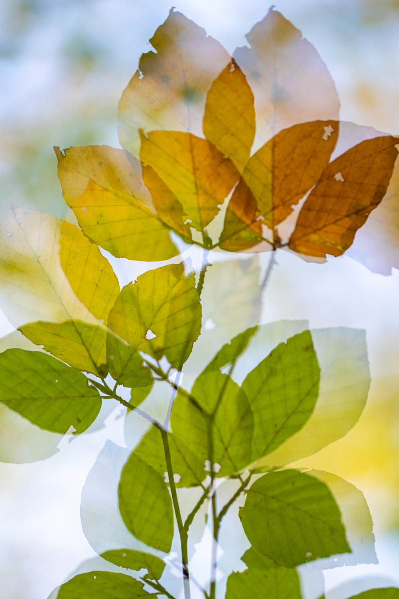 Herfstblad meervoudige belichting