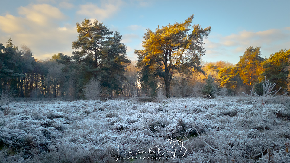 Landschap