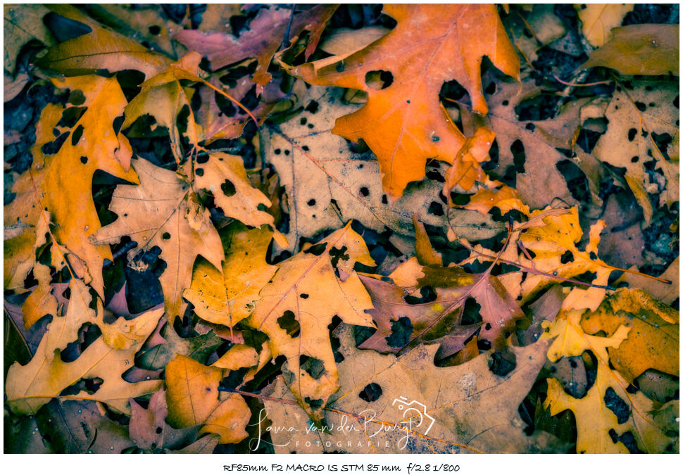 Laura van der Burgt Herfst in het bos 1