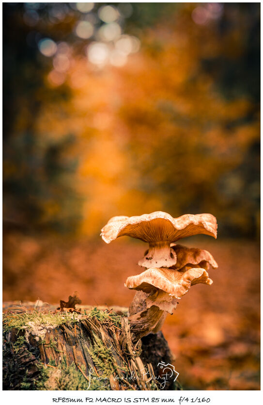 Laura van der Burgt Herfst in het bos 2 Laura van der Burgt Herfst in het bos 2