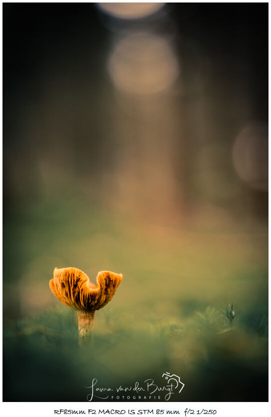 Laura van der Burgt Herfst in het bos 4