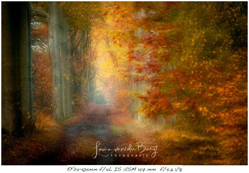 Laura van der Burgt - Herfstfotografie Laura van der Burgt - Herfstfotografie