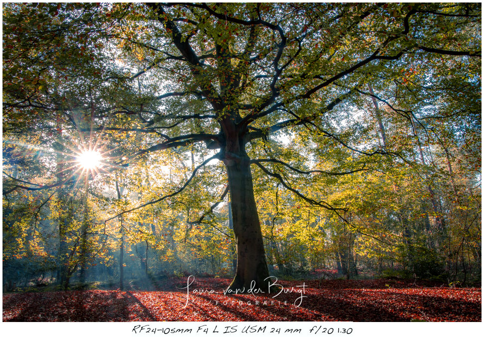 Laura van der Burgt - Herfstfotografie Laura van der Burgt - Herfstfotografie
