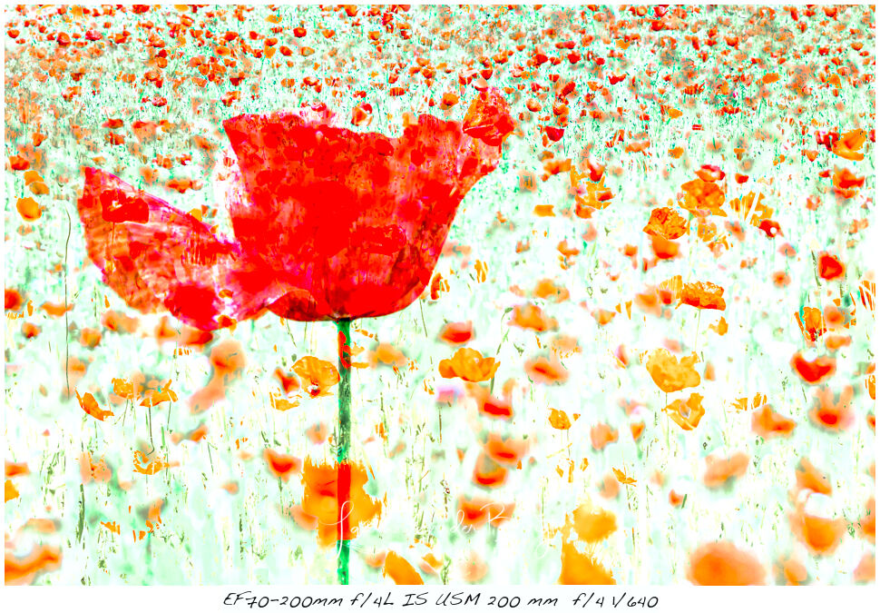 Laura van der Burgt Klaprozen Fotograferen 9 Laura van der Burgt Klaprozen Fotograferen 9