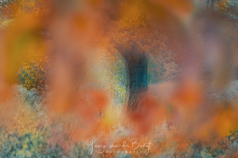 Herfst Herfst