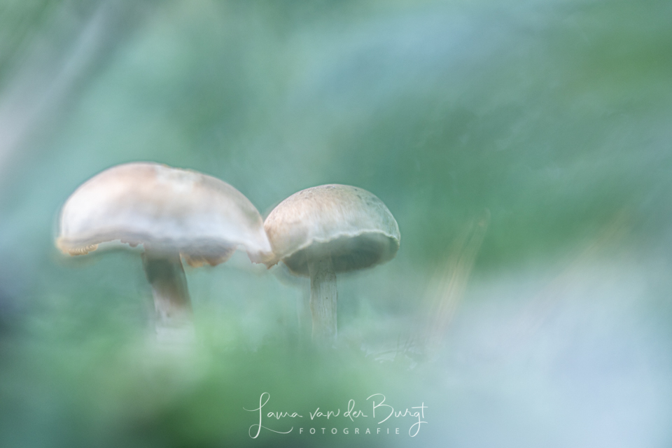 Paddenstoelen Paddenstoelen