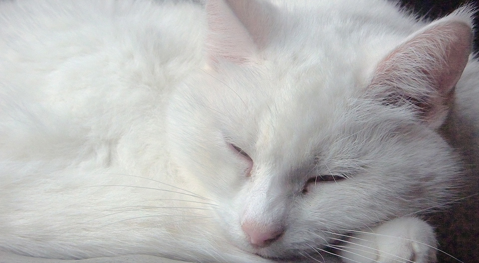 Belichten poes Belichten poes