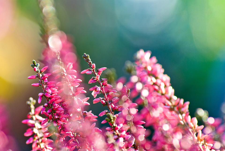Bloemen Bloemen