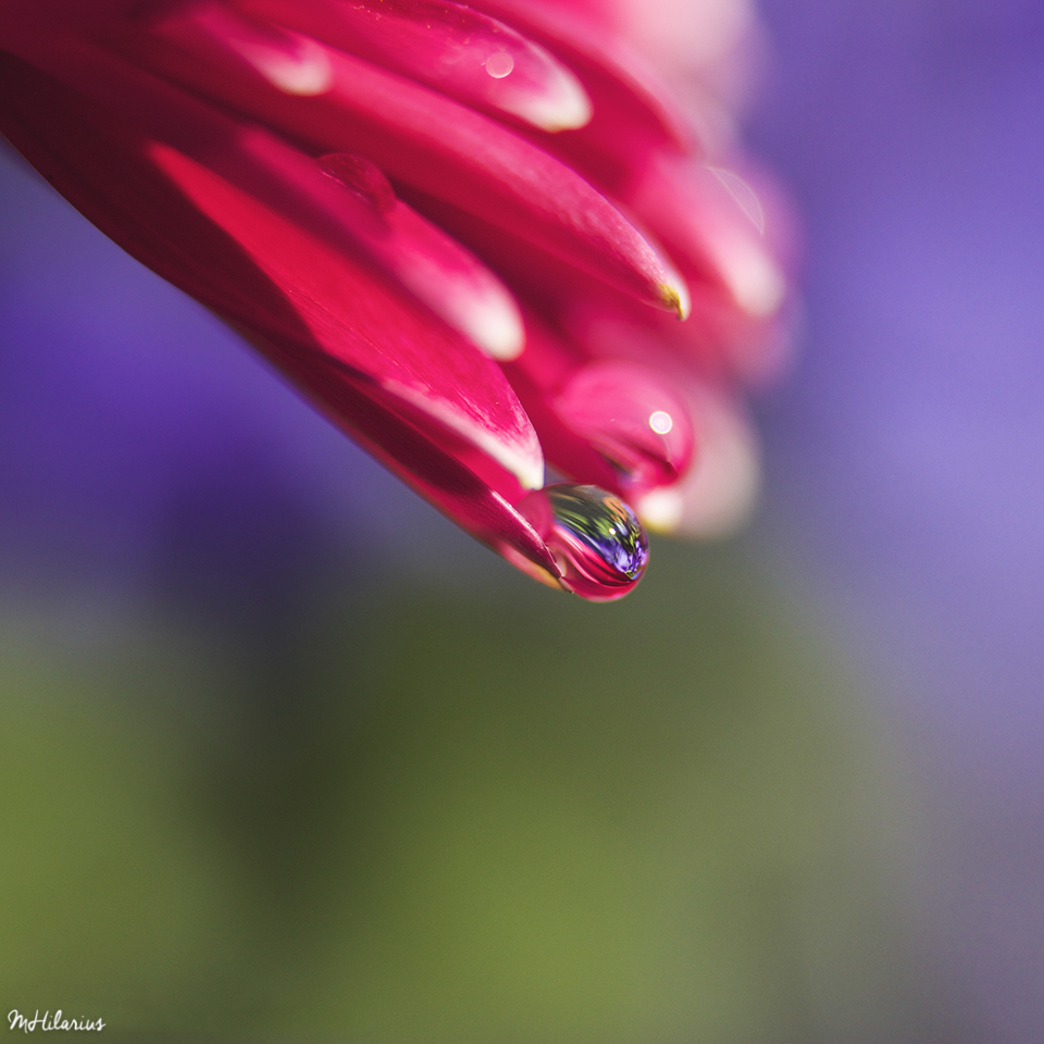 Bloemen Bloemen