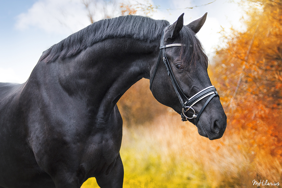 Ongekend Tips bij paardenfotografie - Photofacts CM-01