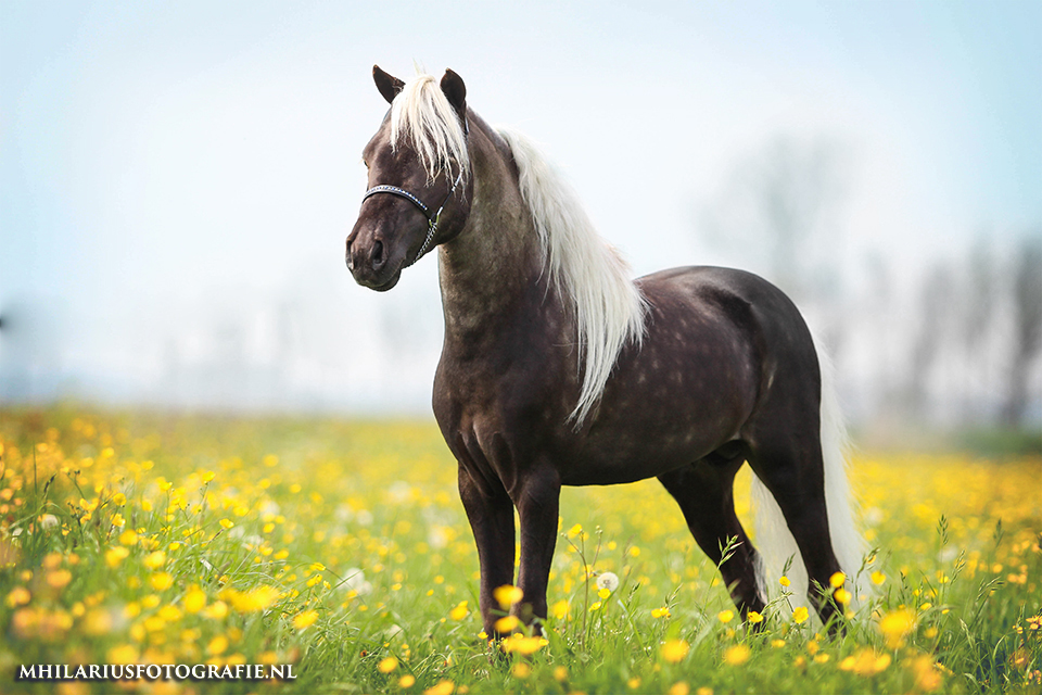 Ongekend Tips bij paardenfotografie - Photofacts OK-49