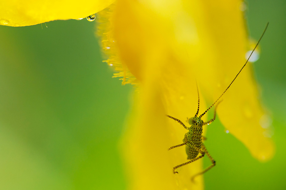 Macrofotografie manuele focus