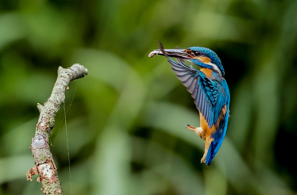 IJsvogel