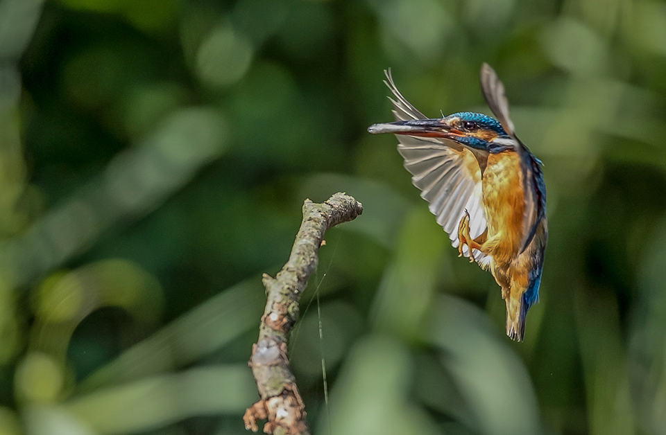 IJsvogel