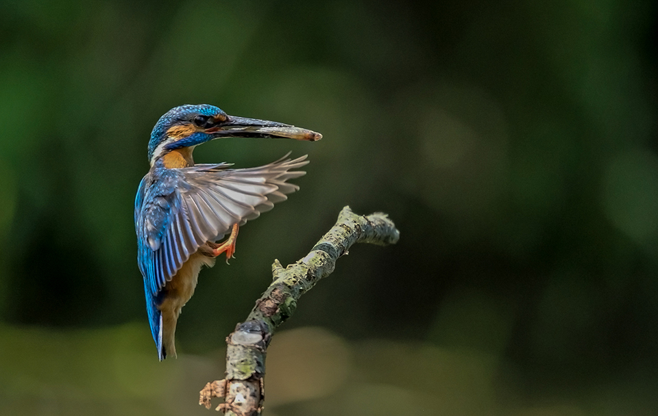 IJsvogel