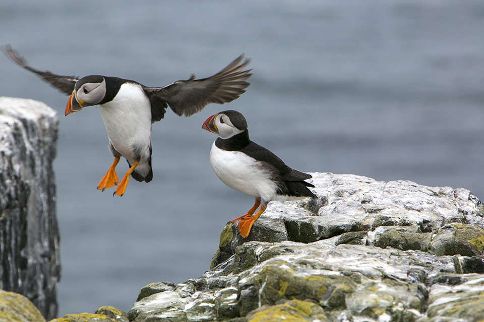 Farne eilanden