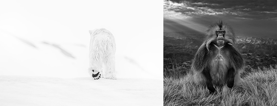 78 degrees north - David Yarrow