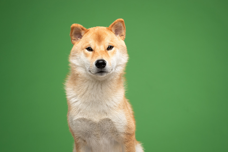 An Smedts Shiba headshot