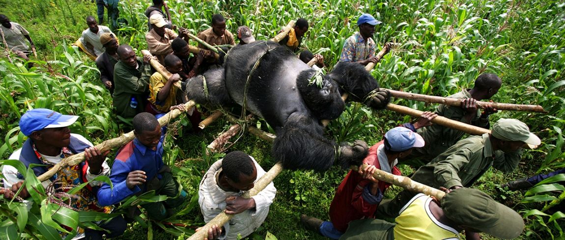 Brent Stirton klein