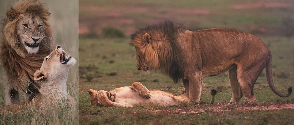 Comedy Wildlife Awards 2018 1.jpeg Comedy Wildlife Awards 2018 1.jpeg