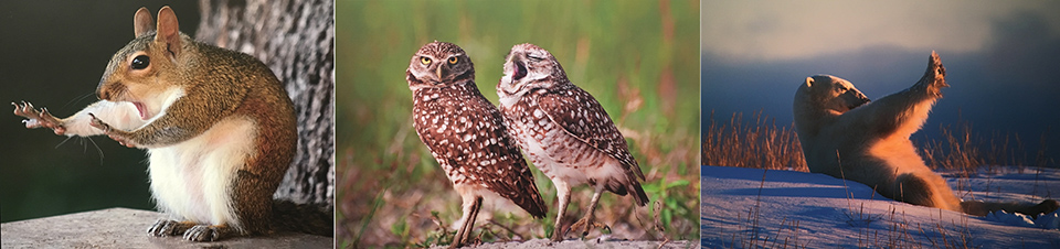 Comedy Wildlife Awards 2018 3.jpeg Comedy Wildlife Awards 2018 3.jpeg