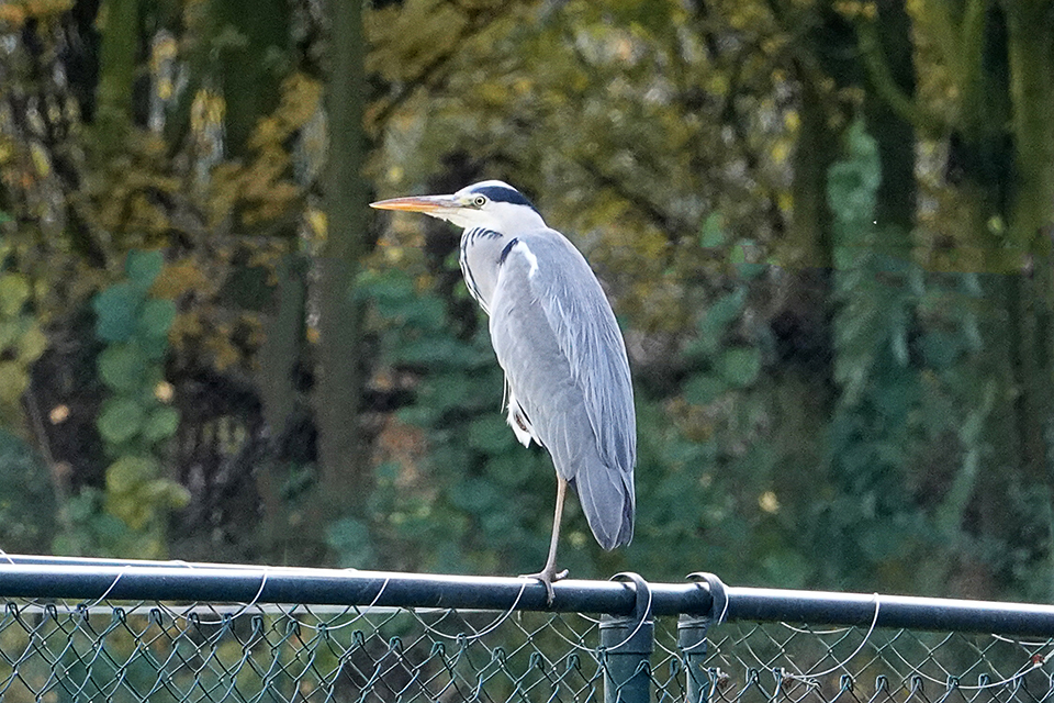 Reiger op afstand, maximaal ingezoomd en nog scherp