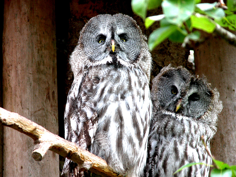 Laplanduilen in Windermere owl sanctuary