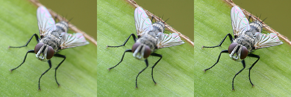 Focus stacking Tachinid fly Focus stacking Tachinid fly