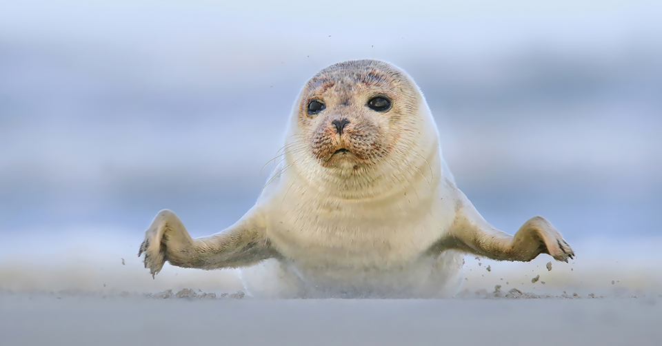 Gewone zeehond Pixperience Gewone zeehond Pixperience