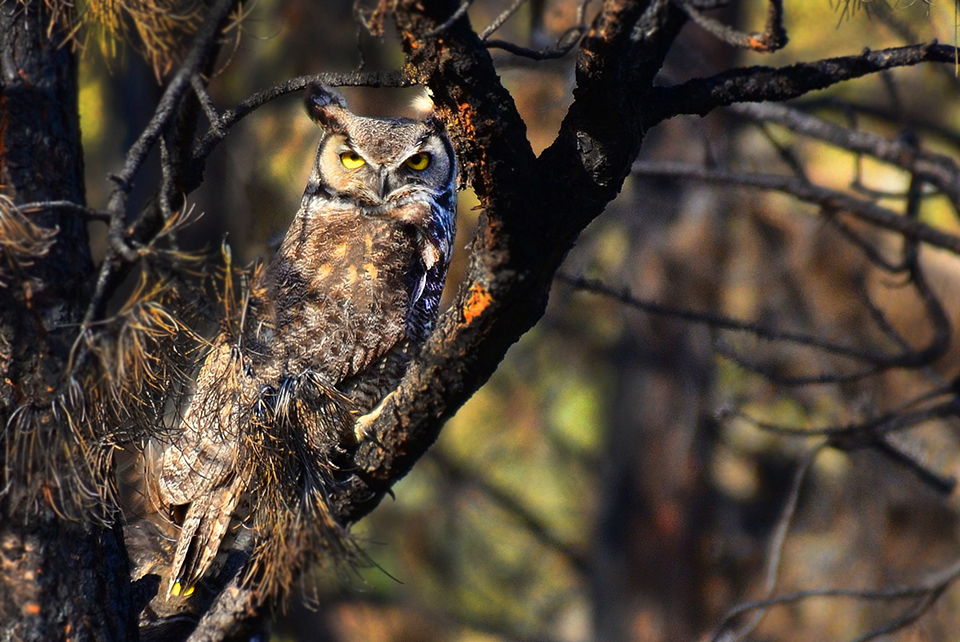 Great Horned owl