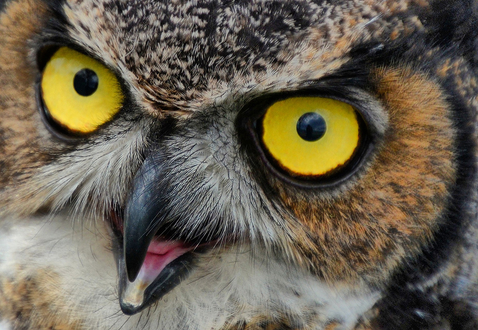Great horned opvang Owl1.JPG