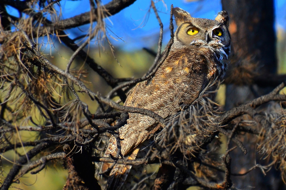 Great Horned Owl