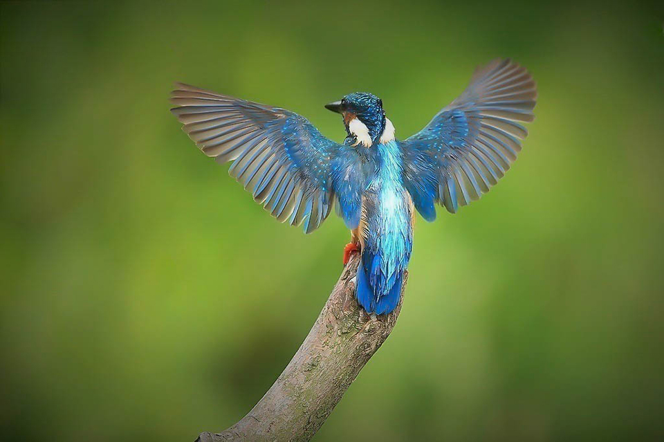 Harry Kiewiet 1 ijsvogelwanden