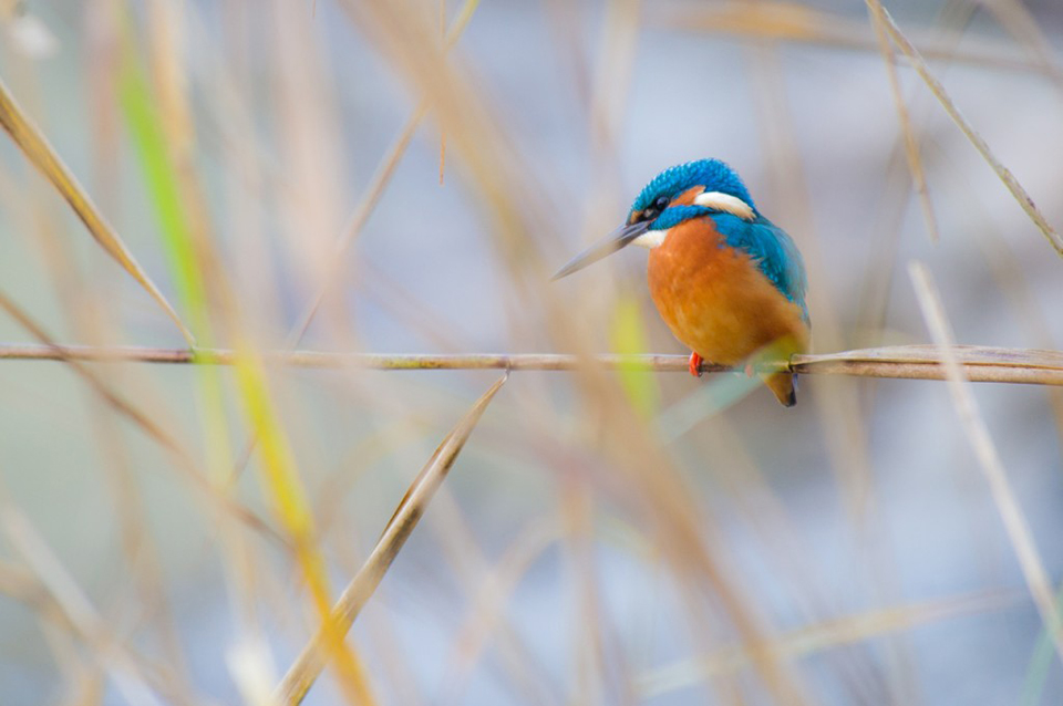 IJsvogel verkleind Billy Herman