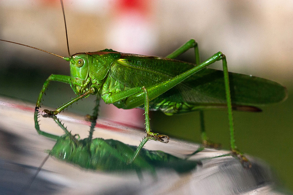 Grasshopper Grasshopper