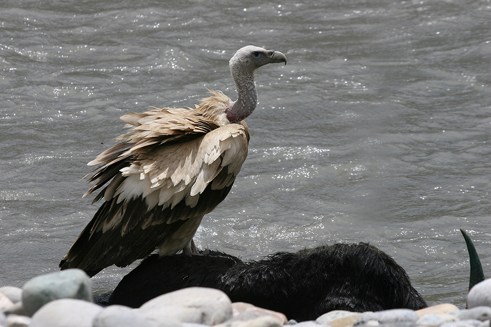 Vulture Vulture