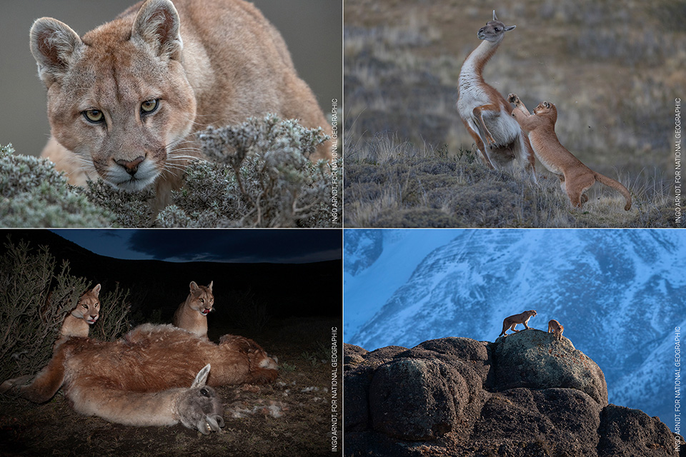 Ingo Arndt Wild Pumas of Patagonia
