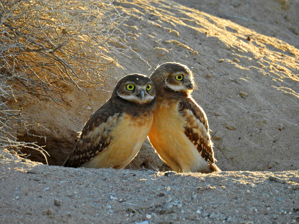 John Wise burrowing owls