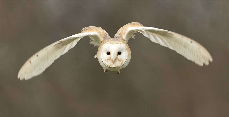 Kerkuil in vlucht bij roofvogelworksop