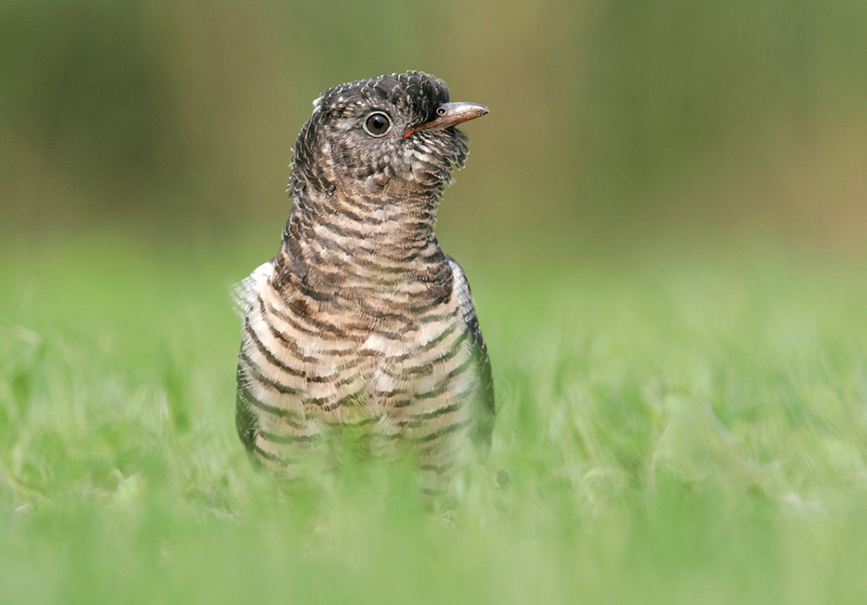 Koekoek Cuckoo Cuculus canorus Daan Schoonhoven