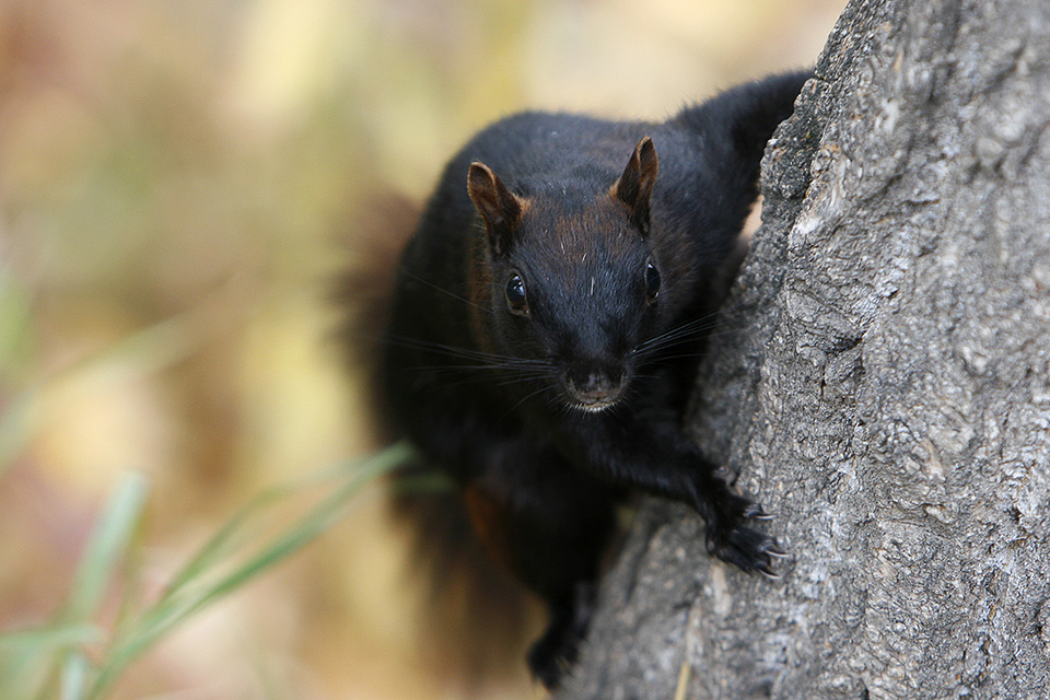 Red squirrel