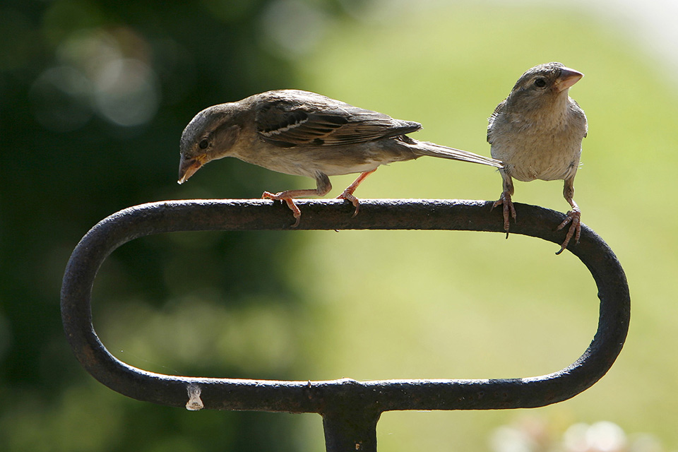 Sparrows Sparrows