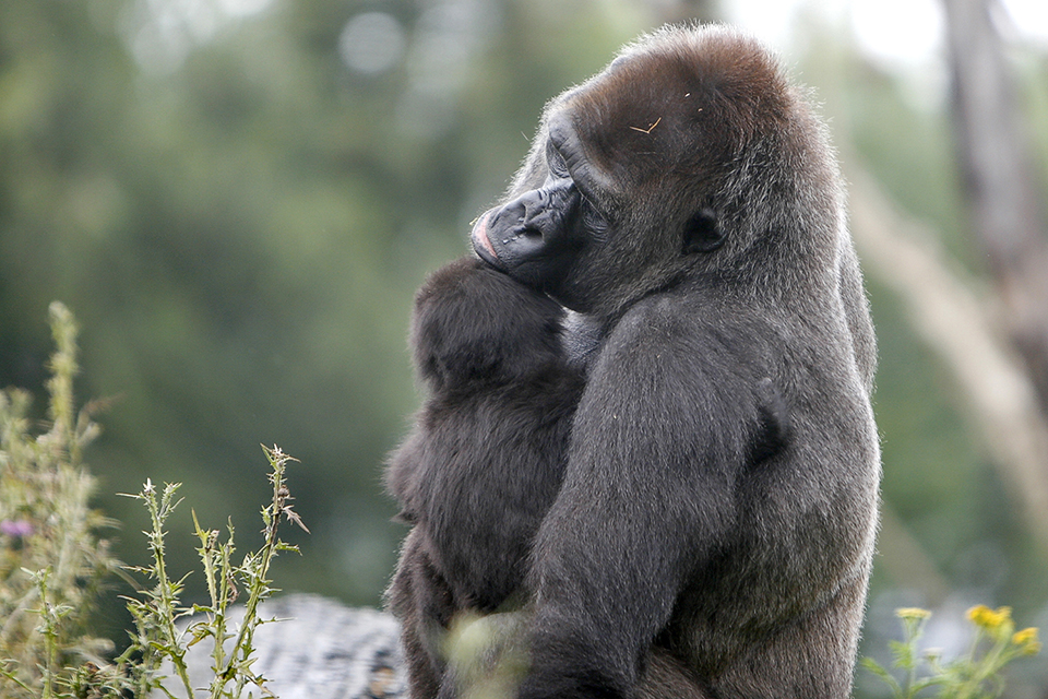 Gorillajong Gorillajong