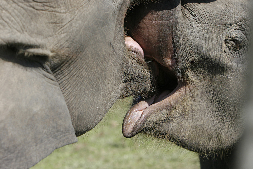 Kissing elephants